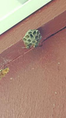 Kettle Moraine Pest Control