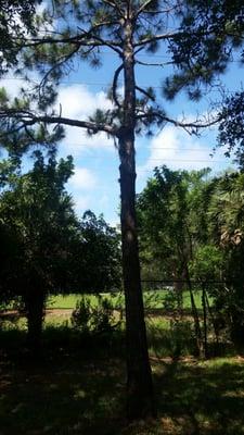 Lambar Landscape and Lawn Service LLC