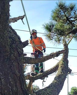 Tru roots tree service