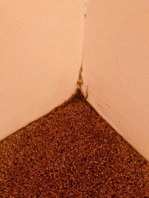 Mold in the corner of the wall