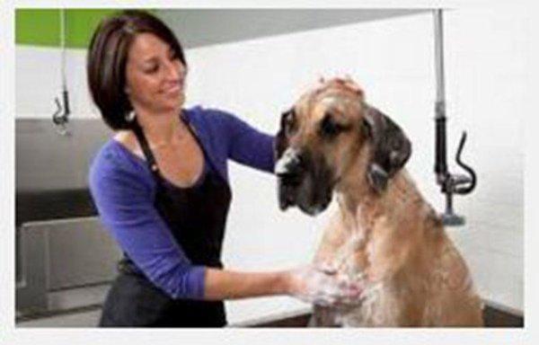 Top Dog Grooming Salon