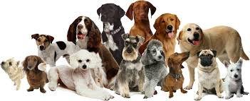 Siers Feed & Pet Supply
