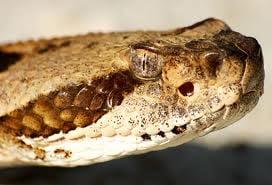 Tennessee Wild Animal Removal LLC