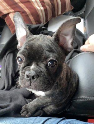 Rizzo off to her happy home.