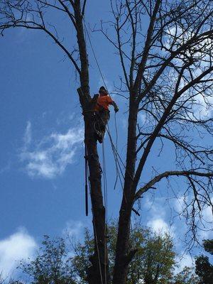 Huff's Tree Service and Handyman