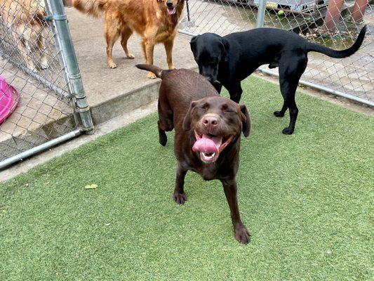 Stylin Paws Play Place