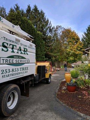 Star Tree Service