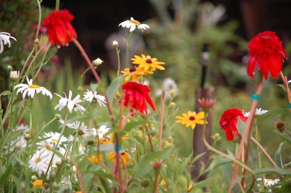 Morning Star Perennials & Nursery