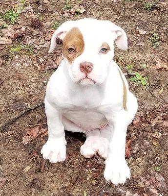 Candy's American Bulldogs