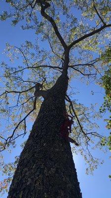 Oneal’s Tree service