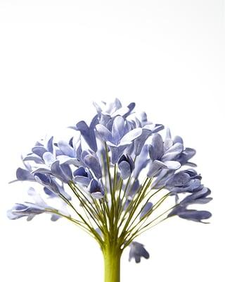 J. Nichols Clay Botanicals