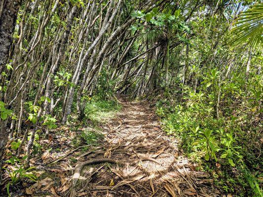 On Onomea Bay Trail