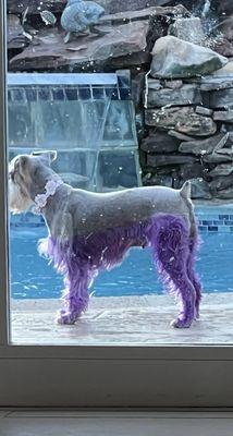 Cutie Paws Pet Grooming & Boutique