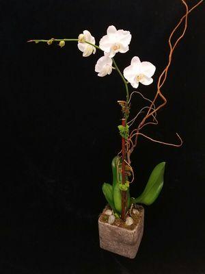 Ideal Orchids