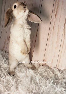 Houston Rabbits And More