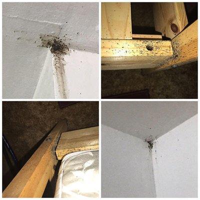Sentinel Emergency Pest Services