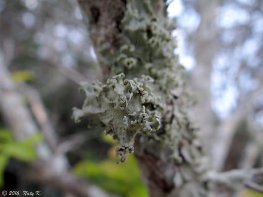 Common Greenshield Lichen (Flavoparmelia caperata).