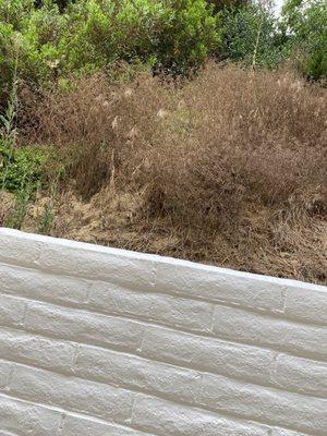 More examples of Complex Managers failure to manage our property and landscaping.