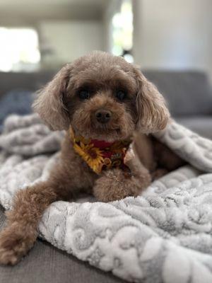 OC Grooming & Pet Spa