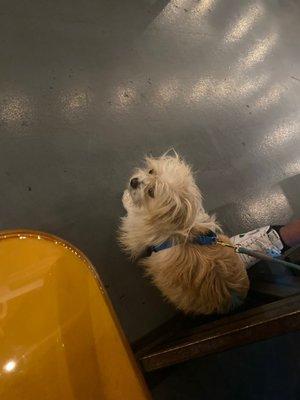 Mystic Mobile Grooming