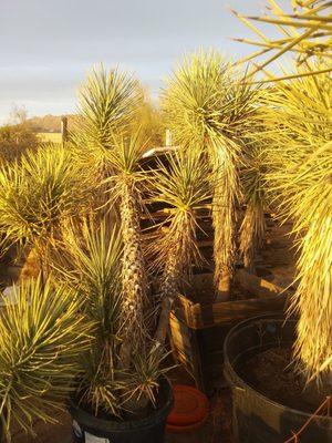 Arizona Cactus Exchange
