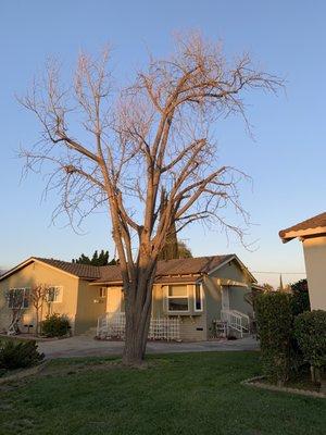 El Monte Tree Service