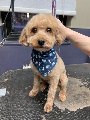 Frankie AFTER grooming