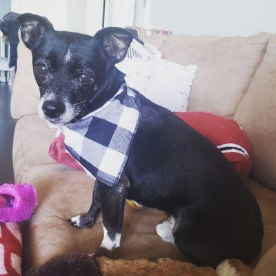 Griffin Animal Hospital