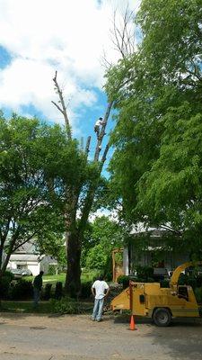 Mike's Tree Service
