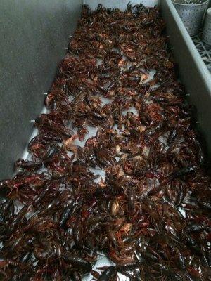 Good looking crawfish for this early in the season. Looks to be a great crawfish season @DaddyO's