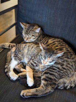 The Catcade