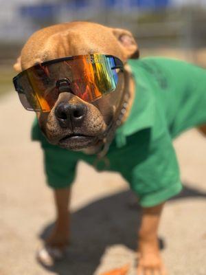 Mosquito Squad of Pasadena