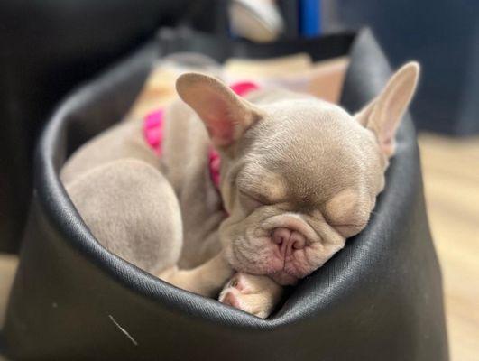 Southeast Veterinary Neurology