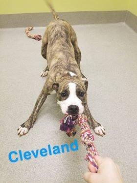 Humane Society of Dickson County