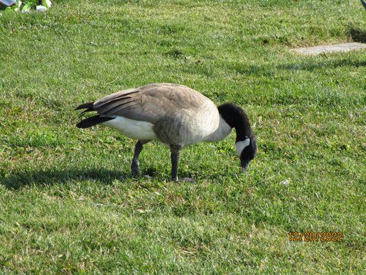 LOOKING FOR WORMS IN THE GRASS