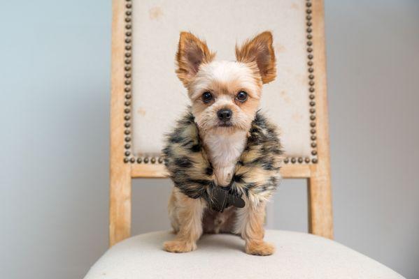 Gulf Beaches Grooming