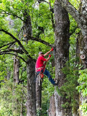 J & W Tree Services and More