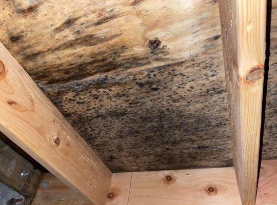 Crawlspace mold