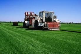 New Lawn Sod Farm