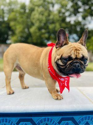 BrownDog Lodge - Germantown