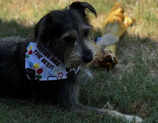 Kai just turned a year old and he is all puppy!!!