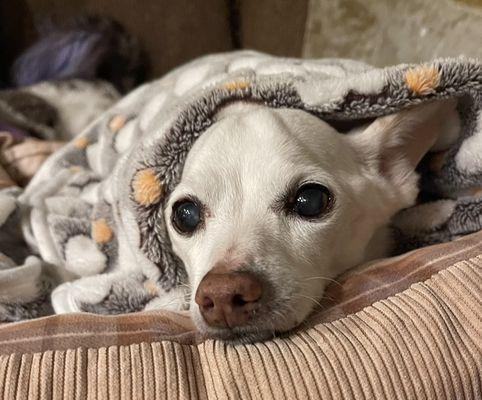Veterinary Urgent Care of the Desert