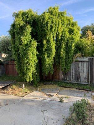 Fernando's Gardening