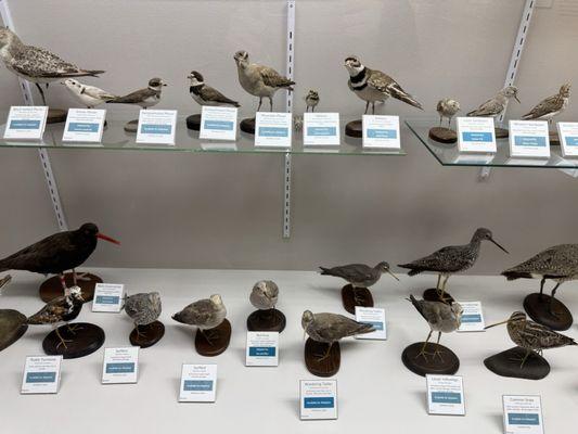 Pacific Grove Museum of Natural History