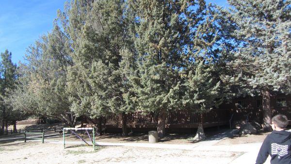 Trees surrounding cabins