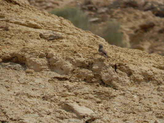 Birdie enjoying the rocks with me.