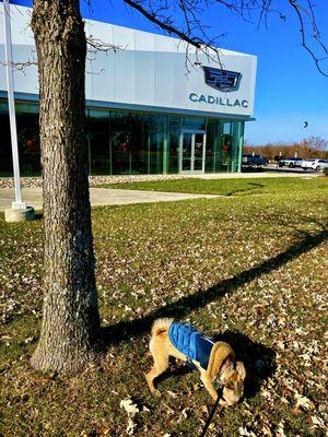 Andrews Cadillac Mt. Juliet