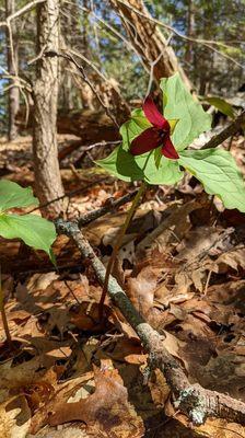 Annie Sturgis Sanctuary