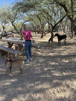 Pups playing at Smiling Dog