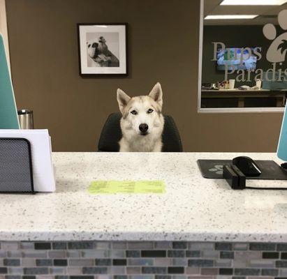 Pups Paradise